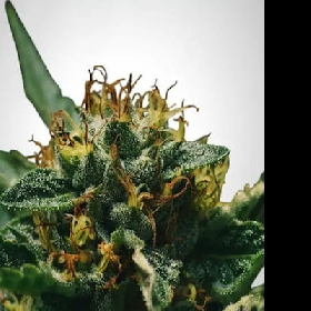 Mimosa > The Bulldog Seeds